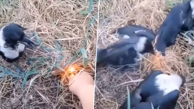 शख्स ने घास में लगाई आग तो पक्षियों ने ऐसे बुझाई, Viral Video देख उनकी समझदारी के कायल हो जाएंगे आप