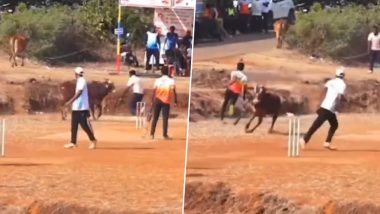 Bulls Invade Cricket Ground: लोकल टेनिस बॉल क्रिकेट मैच के दौरान फील्ड में सांडों ने घुस कर किया आक्रमण, मची अफरातफरी, देखें वीडियो