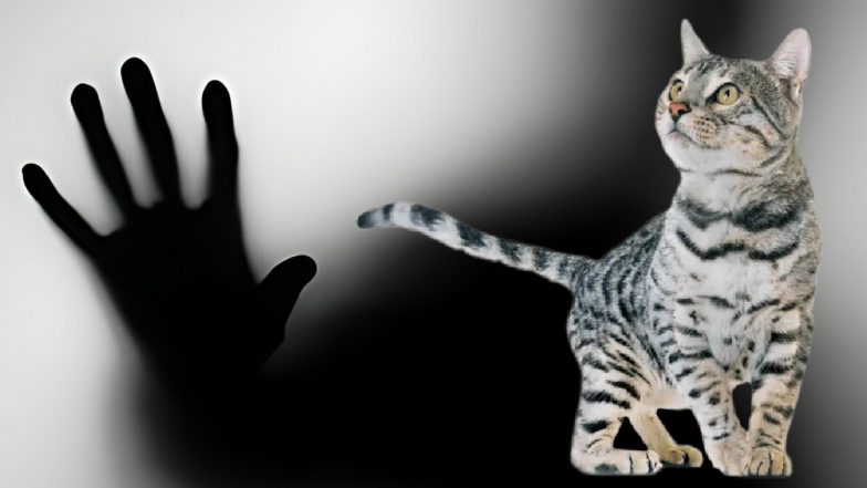 Youth Eating Raw Cat: केरल में बिल्ली का कच्चा मांस खा गया भूखा शख्स, 5 दिनों से कुछ नहीं खाया था असम का युवक