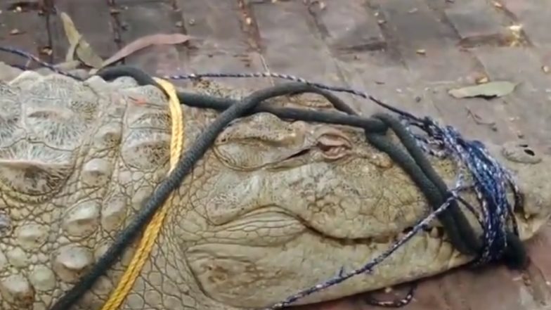 कानपुर में गंगा घाट से मगरमच्छ पकड़ लाए लोग, फिर उसके माथे पर तिलक लगाकर लेने लगे सेल्फी (Watch Viral Video)