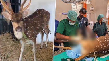 चेन्नई में घायल हिरण को मिली नई जिंदगी, जानवर को बचाने के लिए डॉक्टर्स की सर्जरी (Watch Video & Pics)