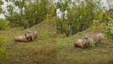 तेंदुए और जंगली सुअर के बीच हुआ जबरदस्त घमासान, देखें दोनों की तगड़ी लड़ाई का Viral Video