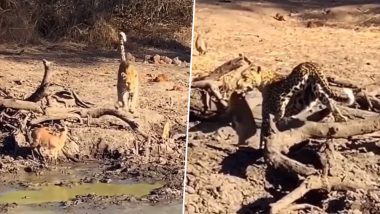 Viral Video: शिकार की तलाश में भटक रहा था तेंदुआ, हिरण पर नजर पड़ते ही पल भर में किया उसका काम तमाम