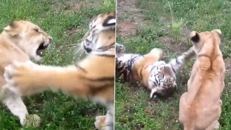 Lion vs Tiger: नन्हे शेर और बाघ के बीच हुई लड़ाई, दोनों की क्यूट फाइट का मजेदार वीडियो हुआ वायरल
