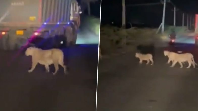 Gujarat: पीपावाव बंदरगाह पर शेरनी और उसके बच्चे रात के अंधेरे में घूमते आये नजर, देखें वीडियो
