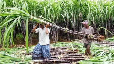 Sugarcane FRP Increase: गन्ना खरीद की कीमत में 8 फीसदी का इजाफा, किसान आंदोलन के बीच मोदी सरकार ने लिया फैसला