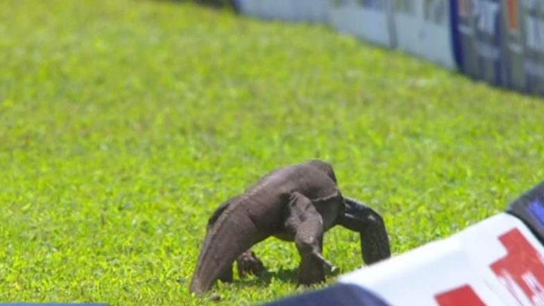 Monitor Lizard in Cricket Stadium: वीडियो में देखें स्टेडियम में कैसे घुसा खतनाक जानवर, रोकना पड़ा अफगानिस्तान-श्रीलंका का टेस्ट मैच