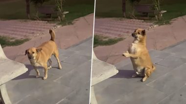 Dog Viral Video: भक्ति में लीन हुआ कुत्ता, राधे-राधे सुनते ही बजाने लगा तालियां, देखें मनमोहक वीडियो