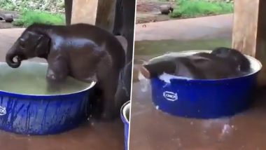 Viral Video: टब को देखकर अटखेलियां करने लगा नन्हा हाथी, पानी में लोटपोट होकर लगा नहाने