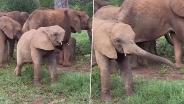 Baby Elephant: सूंड का उपयोग करने की कला सीखता दिखा नन्हा हाथी, देखें गजराज का क्यूट वीडियो