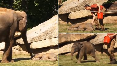 गहरी नींद में सोते नन्हे हाथी को देख बुरी तरह से घबरा गई मां हथिनी, बच्चे को जगाने के लिए किया यह काम (Watch Viral Video)