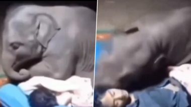 Viral Video: अपने केयरटेकर के साथ सोने की कोशिश करता दिखा नन्हा हाथी, क्यूट वीडियो हुआ वायरल