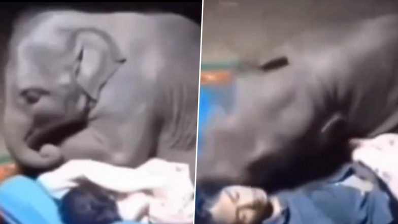 Viral Video: अपने केयरटेकर के साथ सोने की कोशिश करता दिखा नन्हा हाथी, क्यूट वीडियो हुआ वायरल