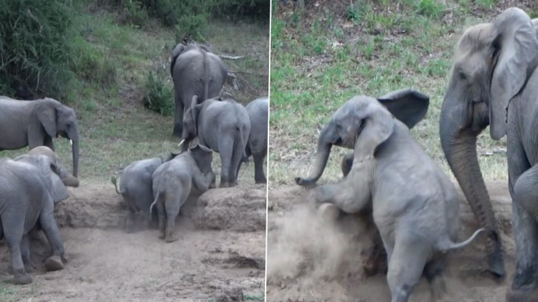Viral Video: ऊंचाई पर चढ़ने की लगातार कोशिश करता दिखा नन्हा हाथी, फिर जो हुआ... आप भी देखें