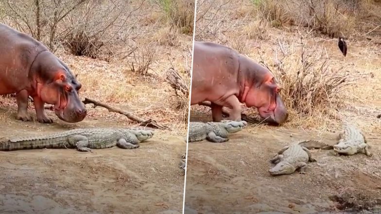 खूंखार मगरमच्छों के बीच से बेखौफ होकर गुजरा दरियाई घोड़ा, Viral Video देखकर आप भी हो जाएंगे हैरान