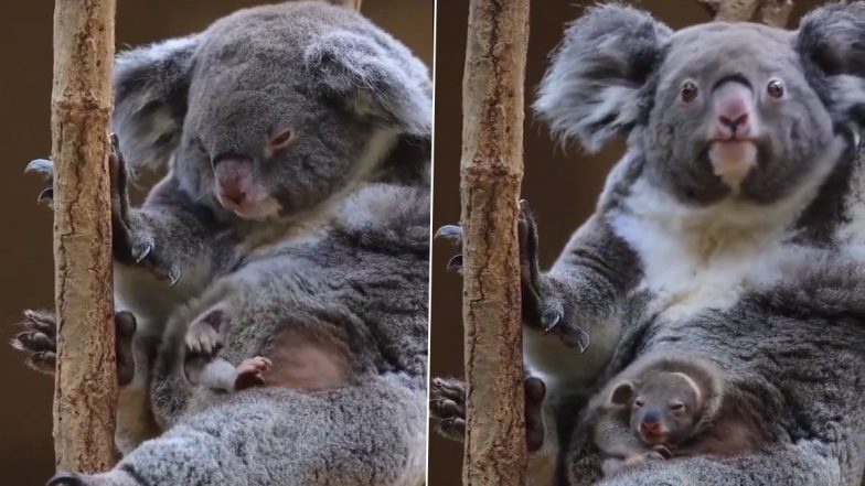 मां की थैली से सिर बाहर निकालकर झांकते नन्हे कोआला की क्यूटनेस ने जीता दिल, Viral Video देख बन जाएगा आपका दिन