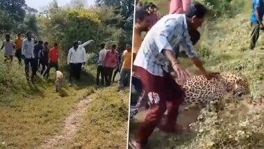 Viral Video: पालतू जानवर की तरह भीड़ के साथ चुपचाप जाता दिखा तेंदुए, सच्चाई जानकर दंग रह जाएंगे आप