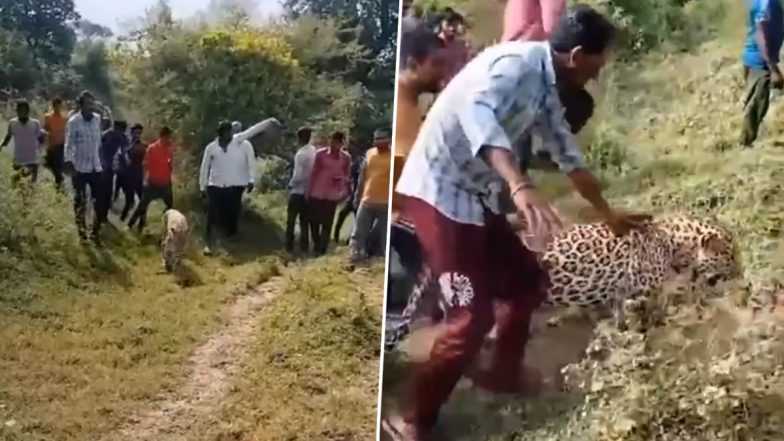 Viral Video: पालतू जानवर की तरह भीड़ के साथ चुपचाप जाता दिखा तेंदुए, सच्चाई जानकर दंग रह जाएंगे आप