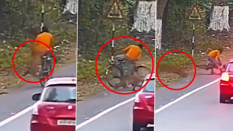 Viral Video: झाड़ियों से निकलकर खूंखार तेंदुए ने किया साइकिल सवार पर हमला, रोंगटे खड़े करने वाला वीडियो हुआ वायरल