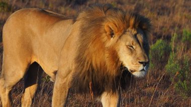 Lion Kills Zookeeper Who Raised Him: चिड़ियाघर के जिस संचालक ने जन्म से पाला, हमला करके शेर ने उसी को उतार दिया मौत के घाट