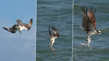 Osprey Viral Video: आसमान से ऑस्प्रे ने समंदर में लगाई जबरदस्त छलांग, पलभर में किया मछली का शिकार