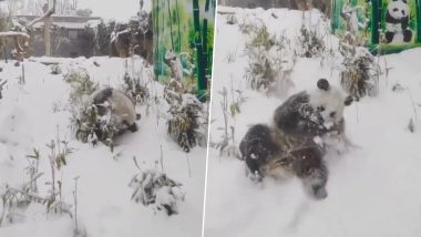 बर्फ में लोटपोट होकर मस्ती करते पांडा का क्यूट वीडियो हुआ वायरल, नजारा देख बन जाएगा आपका दिन (Watch Viral Video)