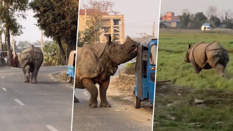 Viral Video: सड़क पर तूफानी रफ्तार में दौड़ता दिखा गैंडा, जानवर से बचने के लिए भागते दिखे लोग