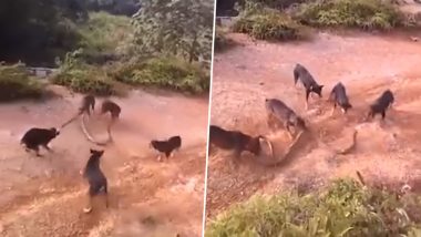 किंग कोबरा सांप पर टूट पड़ा पांच कुत्तों का झुंड, फिर जो हुआ... देखें दिल दहला देने वाला Viral Video