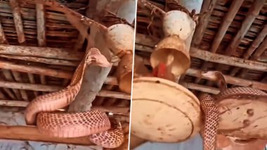 सीलिंग फैन पर फन फैलाकर बैठा था किंग कोबरा, उसके लटकते ही घूमने लगा पंखा, देखें हैरान करने वाला Viral Video