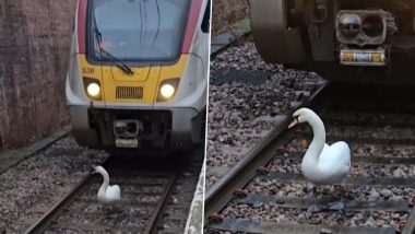 अकेले हंस ने ठप कर दी पूरी रेलवे लाइन, पटरी से उसके हटने का इंतजार करती रही यात्रियों से भरी ट्रेन (Watch Viral Video)