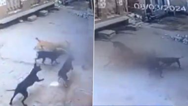 Dog Attack in UP: अमरोहा में आवारा कुत्तों के झुंड ने बच्ची पर किया हमला, स्थानीय लोगों ने मासूम को बचाया; सीसीटीवी में कैद हुआ वीडियो