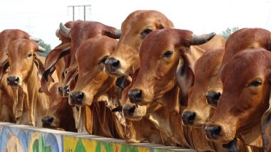 Nagpur:मवेशियों को लेकर तस्करों के दो गुटों में झड़प, गोलीबारी में एक आरोपी घायल