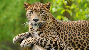 Kuno National Park: Leopard गामिनी ने 5 नहीं 6 शावकों को दिया था जन्म