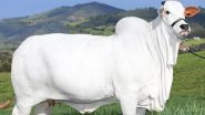 World's Most Expensive Cow: ये है दुनिया की सबसे महंगी गाय, ब्राज़ील में 40 करोड़ में हुई नीलामी, भारत से है ये कनेक्शन