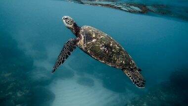 Dangerous Turtle Meat: समुद्री कछुए का मांस खाने से 9 लोगों की मौत, 78 लोग अस्पताल में भर्ती, जानें कहां की है ये घटना Dangerous Turtle Meat: समुद्री कछुए का मांस खाने से 9 लोगों की मौत, 78 लोग अस्पताल में भर्ती, जानें कहां की है ये घटना