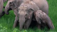 एशियाई हाथी अपने बच्चों को रो-रोकर दफनाते हैं
