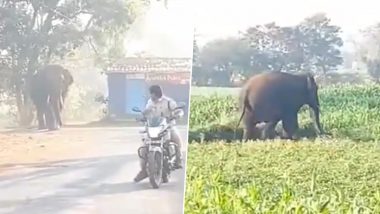 Karnataka: बेलगावी शाहू नगर के रिहायशी इलाके में पहुंचा जंगली हाथी -वीडियो