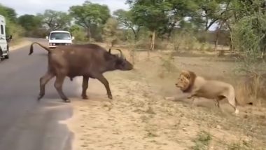 Viral Video: शिकार करने के लिए भैंस के पीछे दौड़ रहा था बब्बर शेर, लेकिन उसकी हिम्मत देख पीछे हटने पर मजबूर हुआ जंगल का राजा