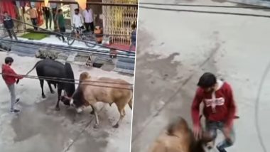 Viral Video: सड़क पर आपस में लड़ बैठे दो गुस्सैल सांड, लड़ाई रुकवाने के लिए बीच में आया शख्स, फिर जो हुआ...