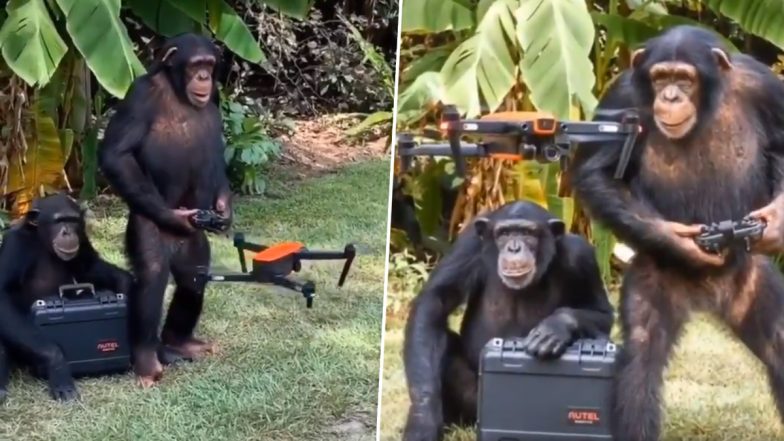 हाथ में रिमोट लेकर ड्रोन उड़ाता दिखा चिंपैंजी, Viral Video देख लोगों को ‘प्लैनेट ऑफ द एप्स’ फिल्म की आई याद