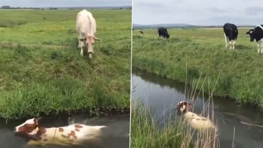 जब पानी में उतरकर मजे से तैरने लगी गाय, मजेदार Viral Video देख बन जाएगा आपका दिन