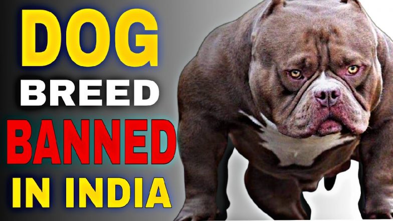 Dog Ban in India: भारत में खतरनाक कुत्तों की नस्लों पर बैन लगाएगी मोदी सरकार! यहां देखें डॉग्स की पूरी लिस्ट