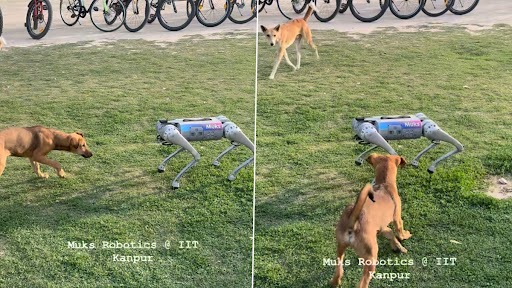 Robot Dog: जब असली कुत्ते के सामने आ गया रोबोट डॉग, फिर जो हुआ... Viral Video देख दंग रह जाएंगे आप