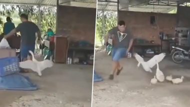 Viral Video: तेज रफ्तार में दौड़कर बत्तख ने पीछे से किया शख्स पर हमला, पल भर में कर दी उसकी हालत खराब