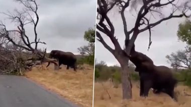 हाथी ने दिखाई गजब की ताकत, गजराज ने पल भर में जमीन पर गिरा दिया विशालकाय पेड़ (Watch Viral Video)