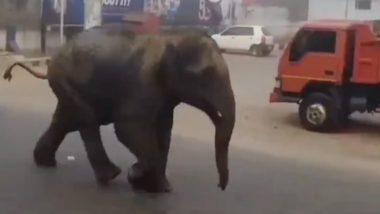 Karnataka: कोडागु में गुस्साए जंगली हाथी ने मचाया आतंक, मुख्य सड़क पर दौड़ता आया नजर (Watch Video)