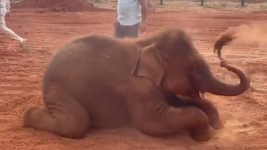 मिट्टी में लोटपोट होकर खेलता दिखा नन्हा हाथी, मनमोहक Viral Video देख आप भी हार जाएंगे अपना दिल