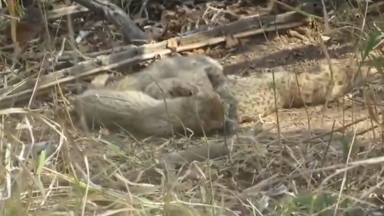 Cheetah Gamini Gave Birth to 5 Cubs: मध्य प्रदेश के Kuno नेशनल पार्क में शावकों की गूंजी किलकारी, मादा चीता गामिनी  ने 5 बच्चों को दिया जन्म