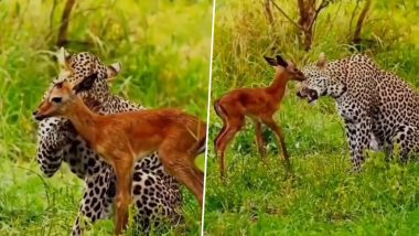 कभी पुचकारते हुए तो कभी दुलार करते हुए, जैगुआर ने कुछ इस अंदाज में लुटाया हिरण पर अपना प्यार (Watch Viral Video)