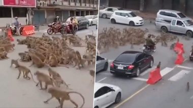 Viral Video: बंदरों के दो गुटों के बीच हुई हिंसक झड़प, अपनी जान बचाने के लिए यहां-वहां भागने पर मजबूर हुए लोग